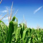 Hedge fund in ritirata dalle commodity