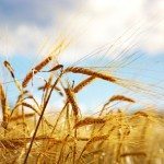 Agricoltura e Borse, una correlazione inversa