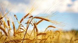 financialounge -  borsa commodities indice investimenti investimenti alternativi