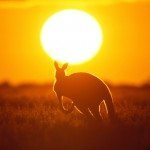 L’Australia influenza l’Europa