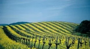 financialounge -  commodities italia settori