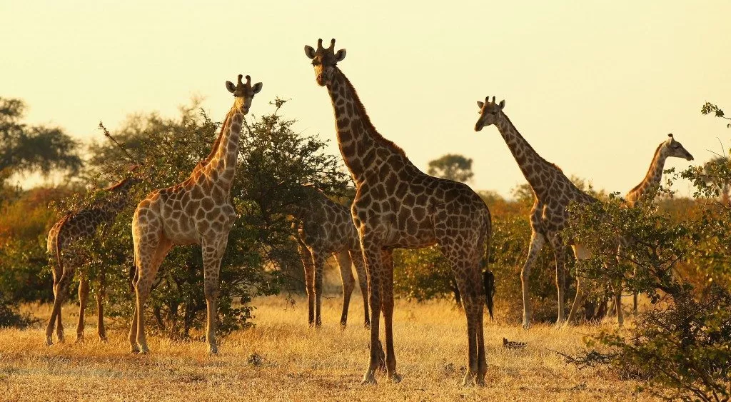 financialounge - Africa crescita economica infrastrutture investimenti turismo