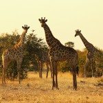 Africa punta sul turismo