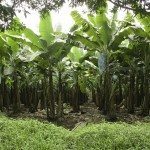 La guerra delle banane