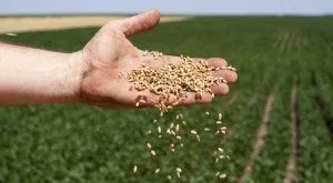 financialounge -  Cannabis Index Colorado marijuana USA