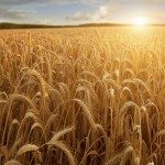 Agricoltura bio, più sostenibilità e maggiori profitti