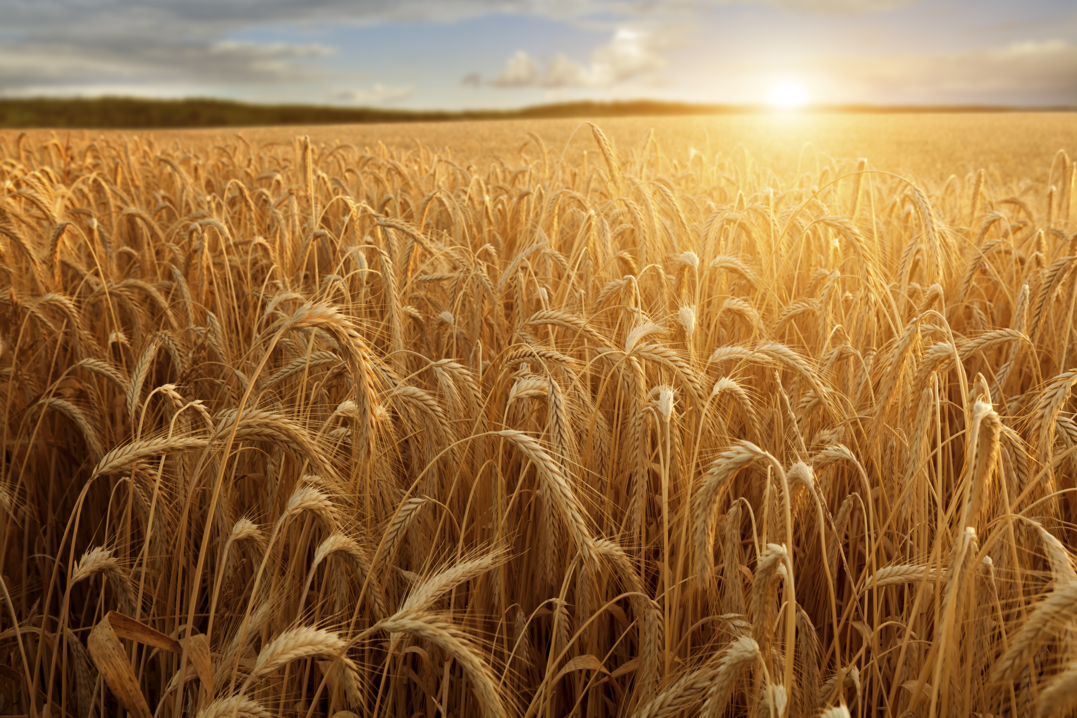 financialounge -  agricoltura sostenibilità