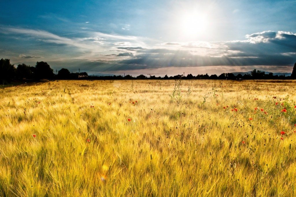 financialounge - agricoltura italia redditività economica settore sanitario