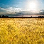 Se l’Italia copiasse gli USA nella finanza per l’agricoltura sostenibile