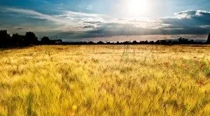 financialounge - agricoltura italia redditività economica settore sanitario