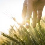 Il filo rosso che unisce agricoltura e sviluppo economico