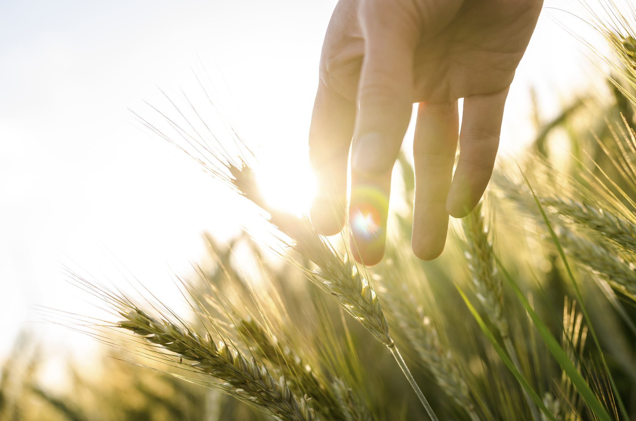 financialounge -  agricoltura BCE GAM start-up stress test