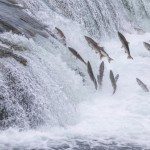 Gli americani pescano il proprio salmone ma mangiano quello cinese