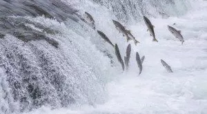 financialounge -  Alaska cina esportazioni giappone importazioni Paul Greenberg salmone USA