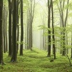Apple fa la faccia verde e compra foreste in Cina