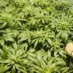 La marijuana libera in Colorado fattura mezzo miliardo di dollari
