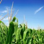 Materie prime in ribasso anche nel 2014