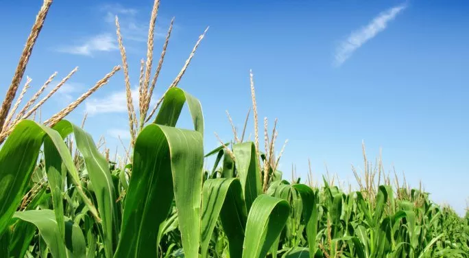 financialounge - agricoltura commodities materie prime oro quotazione