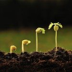 Obbligazioni, le opportunità 2015 per generare alpha