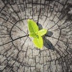 Riaffiorano opportunità di investimento interessanti