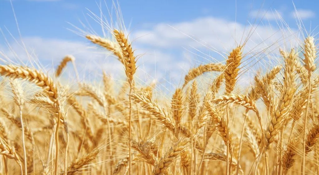 financialounge - agricoltura esportazioni Europa materie prime USA