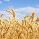 Lo strano caso del prezzo del grano