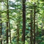 Materiali di base e risorse naturali