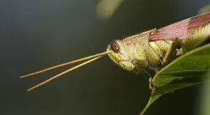 financialounge -  cibo insetti settore alimentare svizzera