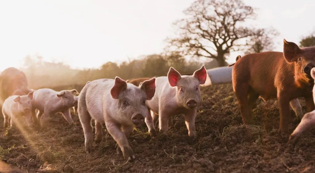 financialounge - China Pork Index cina Consumer Price Index inflazione maiali