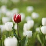 Un solo fondo, 24 diverse idee di investimento