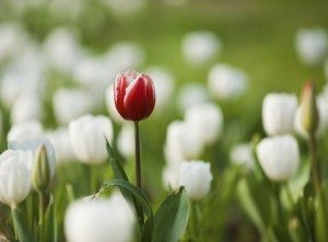 Un solo fondo, 24 diverse idee di investimento