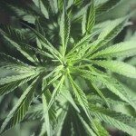 Il fondo che investe in cannabis assume ex agenti della DEA