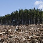 Indonesia, frenare la deforestazione ed il degrado ambientale