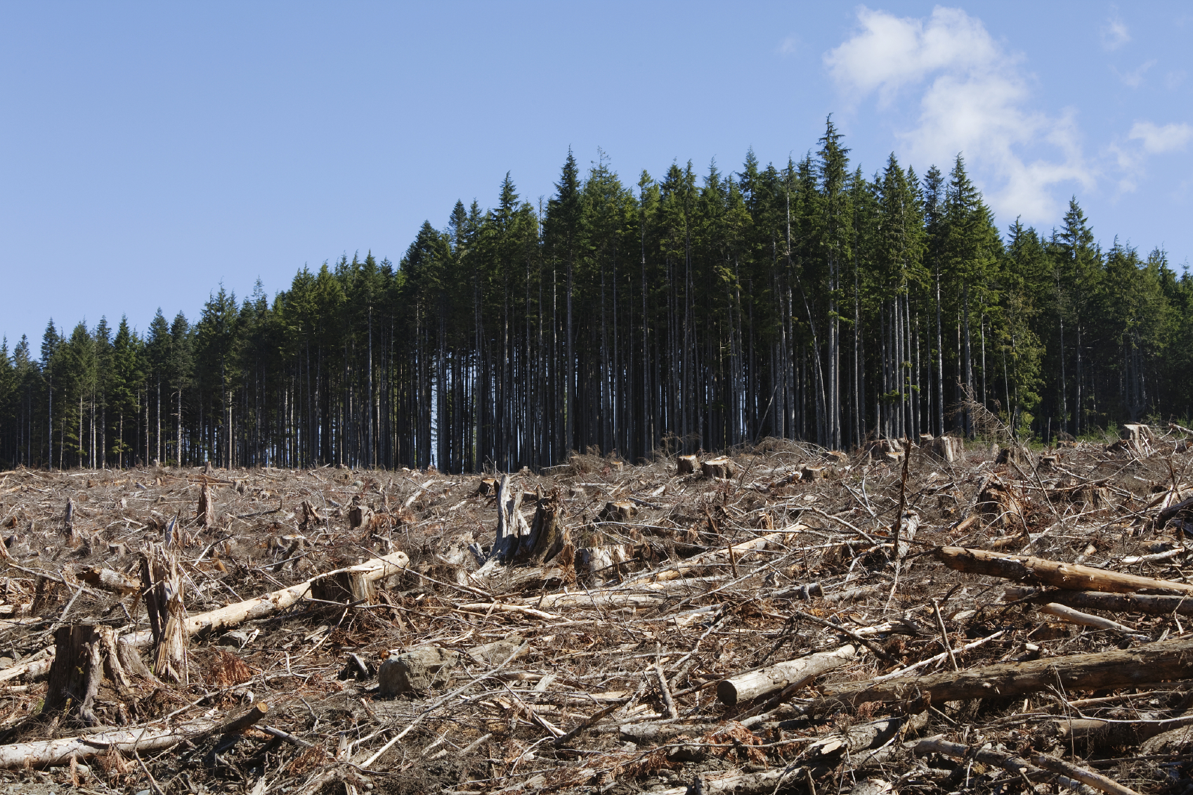 financialounge -  deforestazione Etica Sgr indonesia materie prime