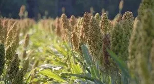 financialounge -  bioeconomia biomasse energia rinnovabile risorse settore biotech