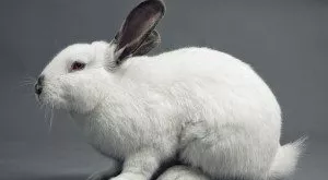 financialounge -  Bunny Market mercati azionari trimestrali USA Wall Street