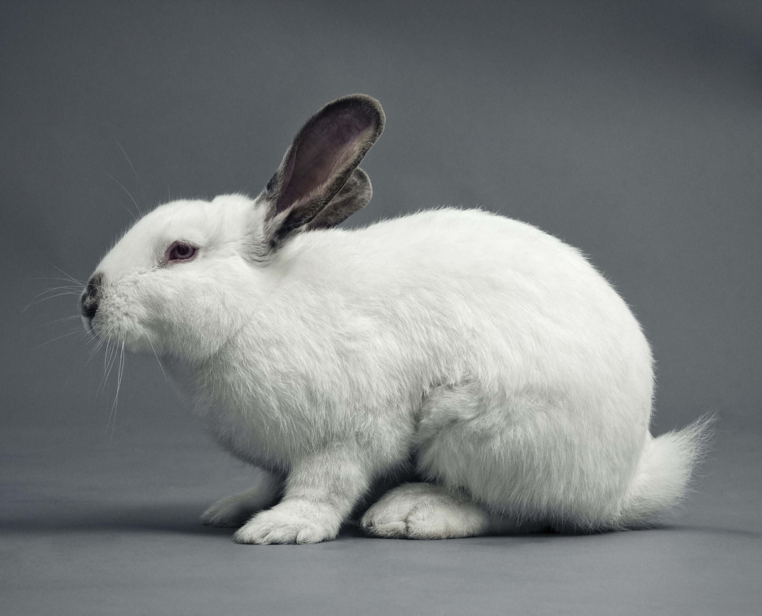 financialounge -  Bunny Market mercati azionari trimestrali USA Wall Street