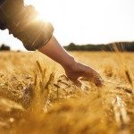 Materie prime agricole, il rialzo potrebbe continuare