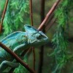 L’investitore camaleonte alla disperata ricerca di rendimento