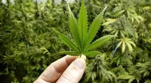 financialounge -  ETF marijuana USA