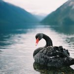 Wall Street: i cigni neri passano, l’approccio vincente nel lungo periodo resta