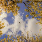 Mercati azionari, quando la rondine di gennaio fa primavera