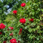 Obbligazioni, le tre rose per rinvigorire il giardinetto del reddito fisso