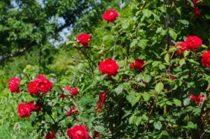 Obbligazioni, le tre rose per rinvigorire il giardinetto del reddito fisso