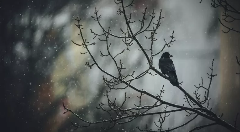 financialounge -  dollaro euro Federal Reserve occupazione petrolio recessione tassi di interesse USA Weekly Bulletin