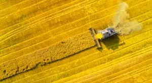 financialounge - colza commodity grano semi di girasole soia