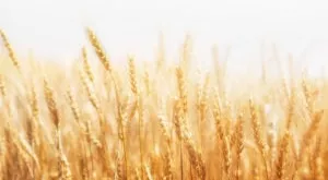 financialounge - commodities inflazione iran Russia turchia