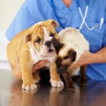 IPO miliardarie per il business dei farmaci per animali