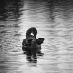 Tra i 9 cigni grigi del 2019 c’è la rinascita dell’Italia