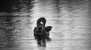 financialounge -  btp italia italia outlook